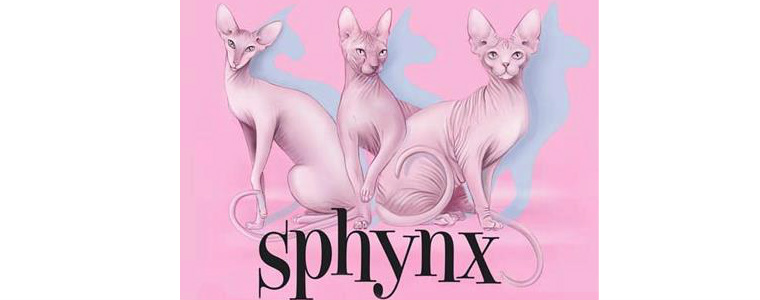 About Sphynx - Graceful Sphynx